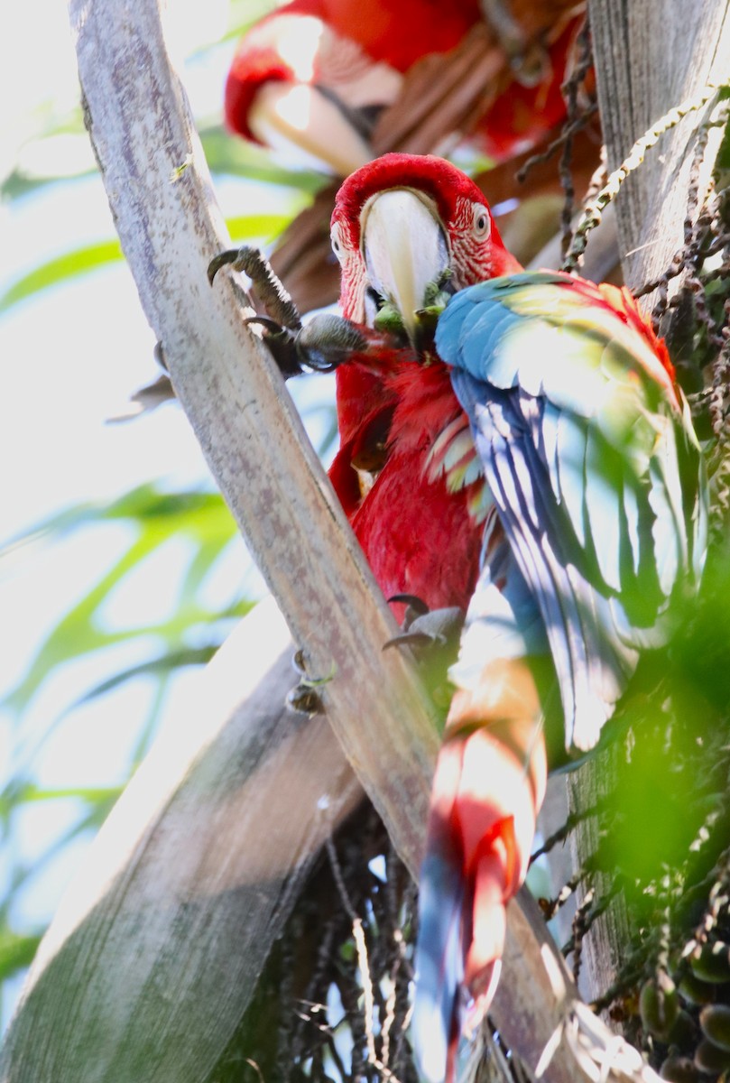 Red-and-green Macaw - ML609320718