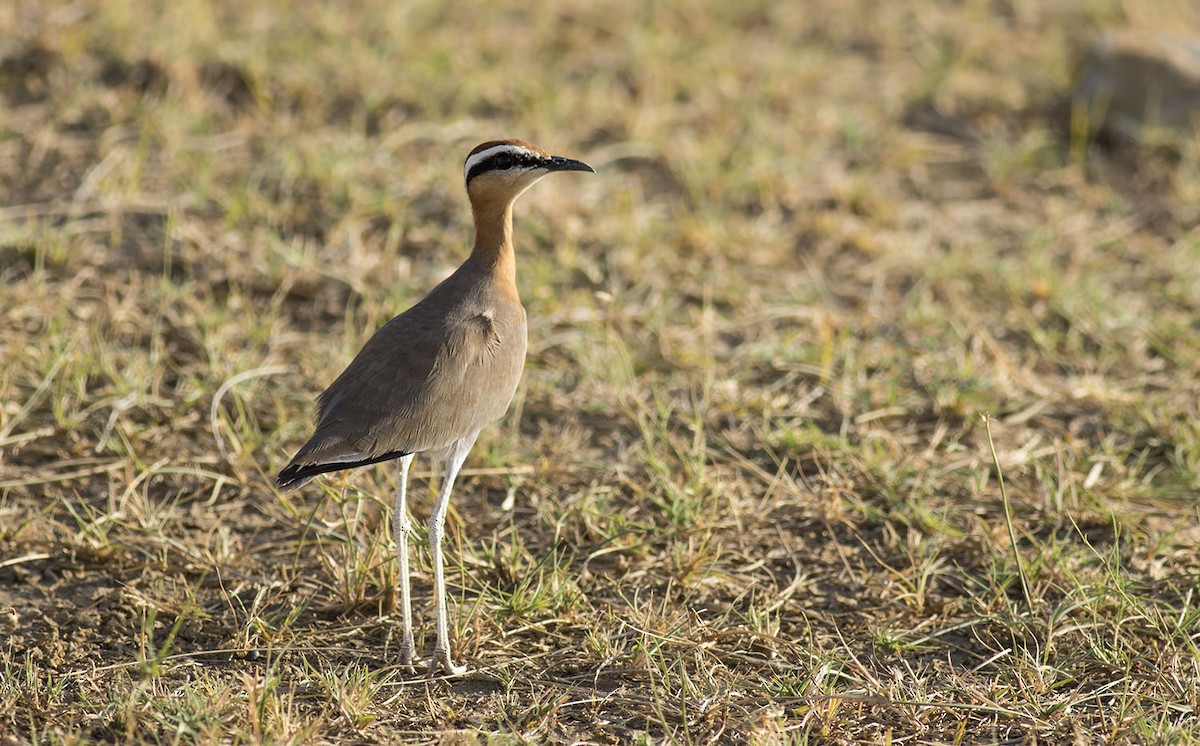Indian Courser - ML609320721