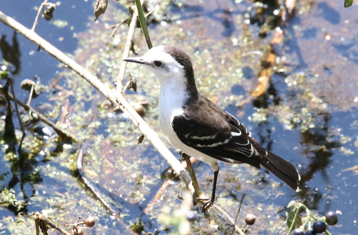 Black-backed Water-Tyrant - ML609320753