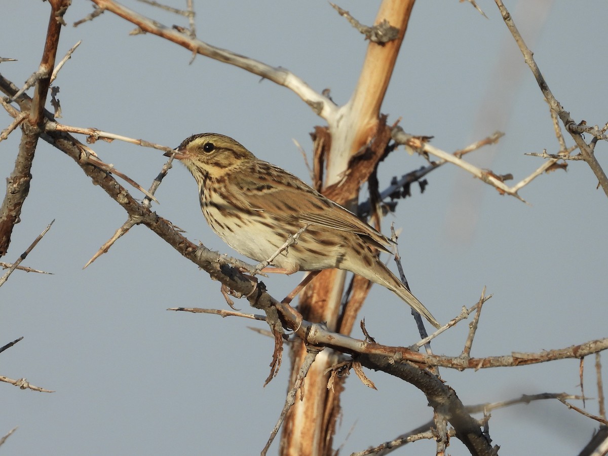 Savannah Sparrow - ML609320856