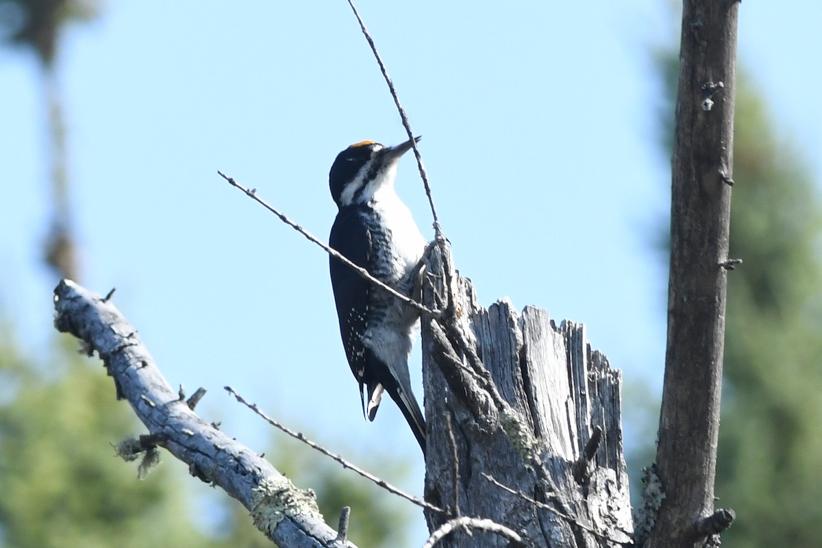 Black-backed Woodpecker - Kiah R. Jasper