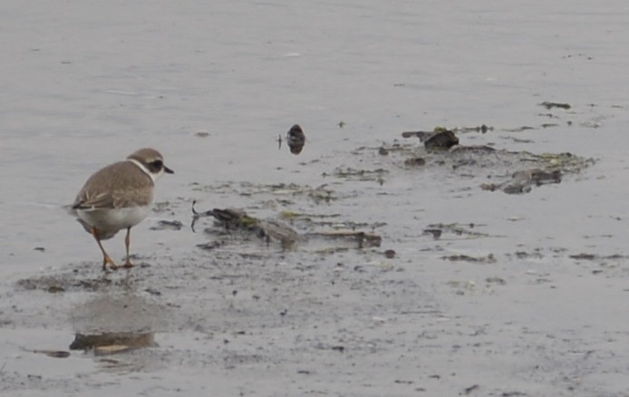 Semipalmated Plover - ML609321197