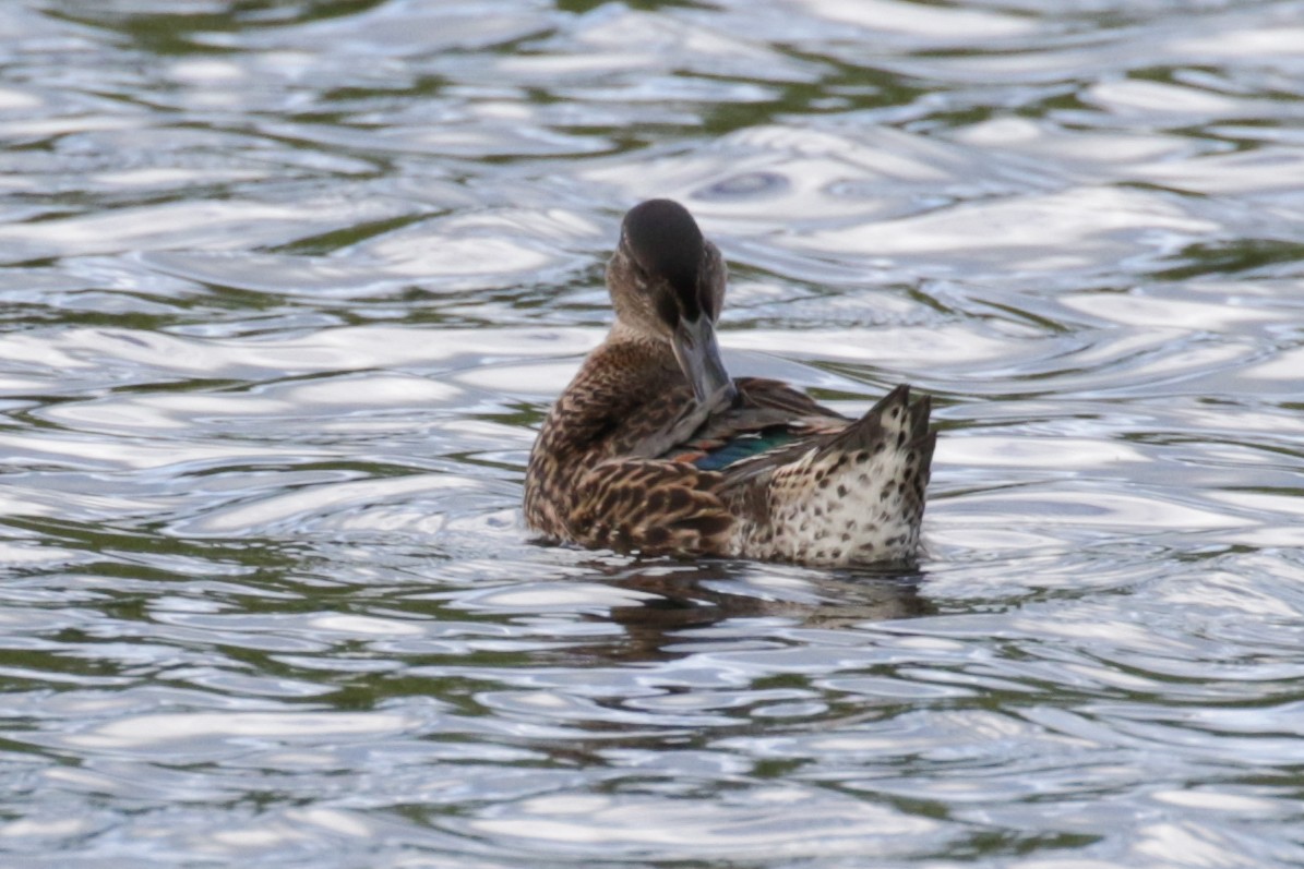 Green-winged Teal - ML609321251