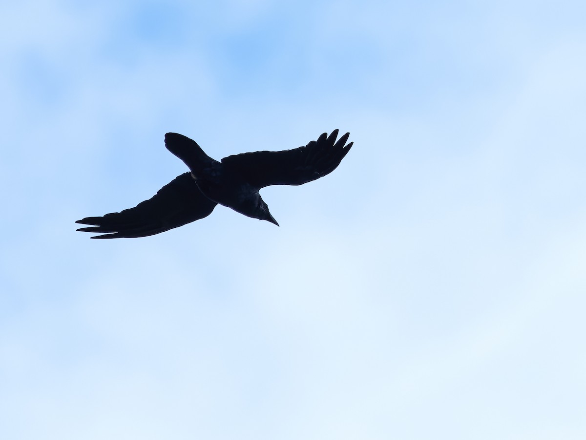 Common Raven - A. Galache
