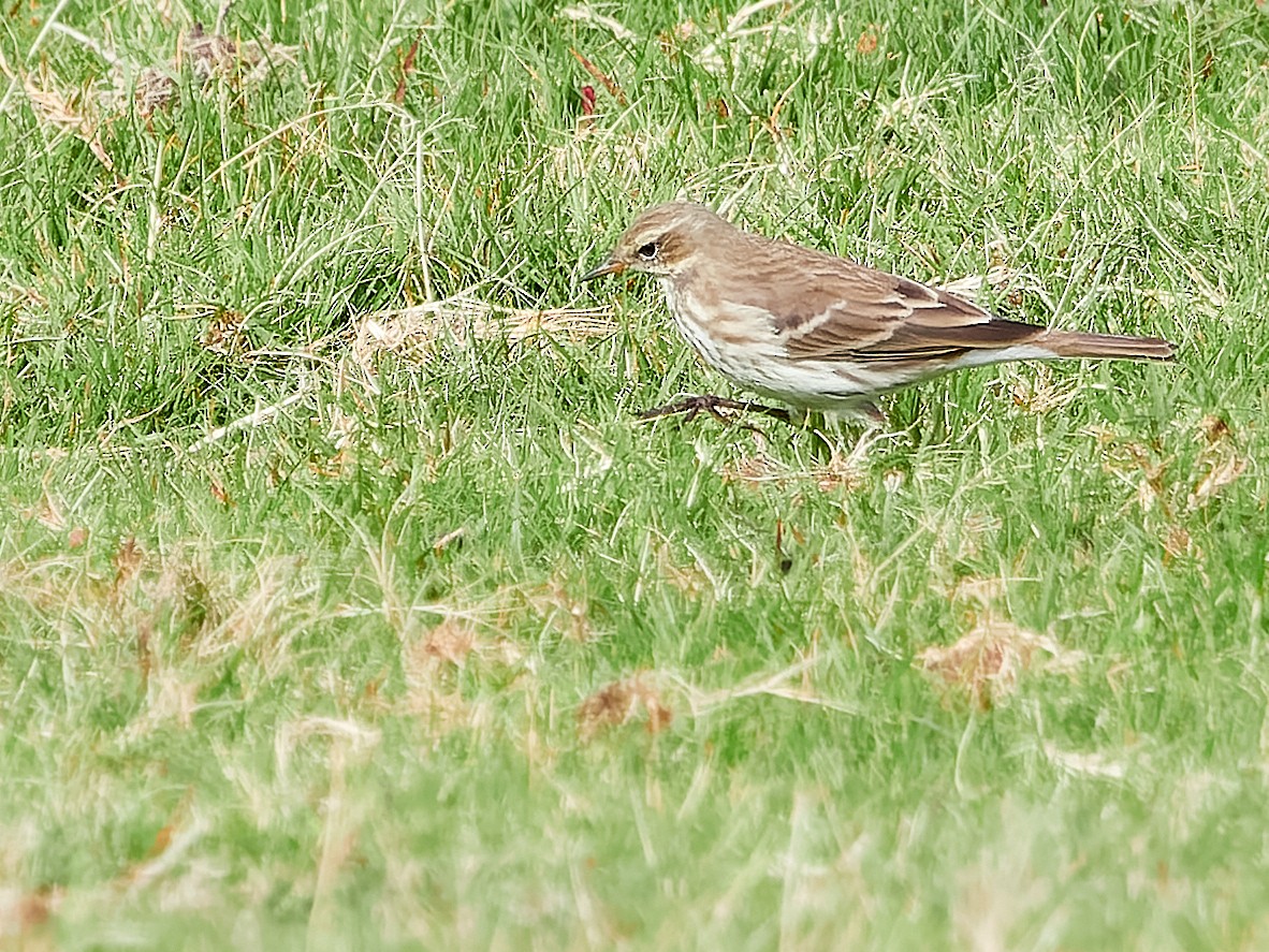 Water Pipit - ML609321269