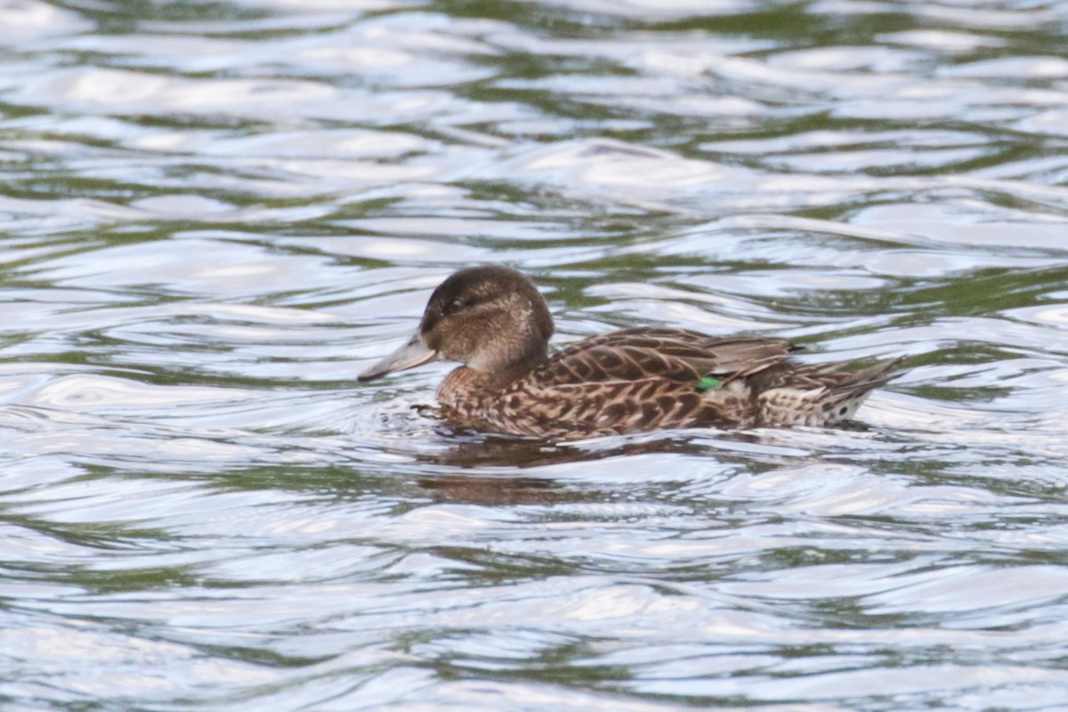 Green-winged Teal - ML609321270
