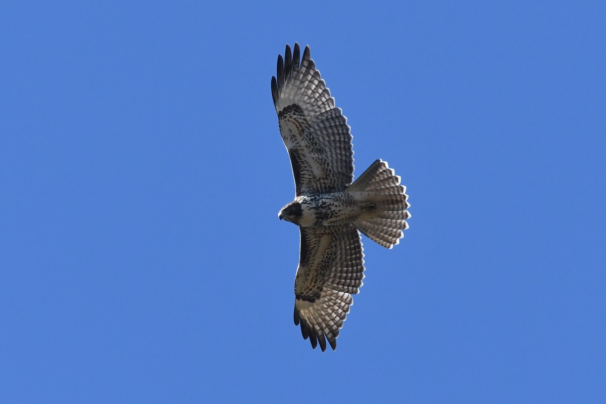 Red-tailed Hawk - ML609321274