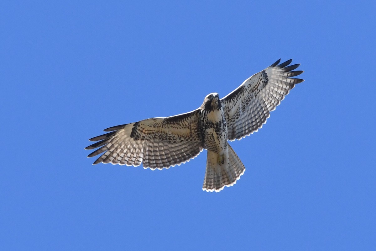 Red-tailed Hawk - ML609321275