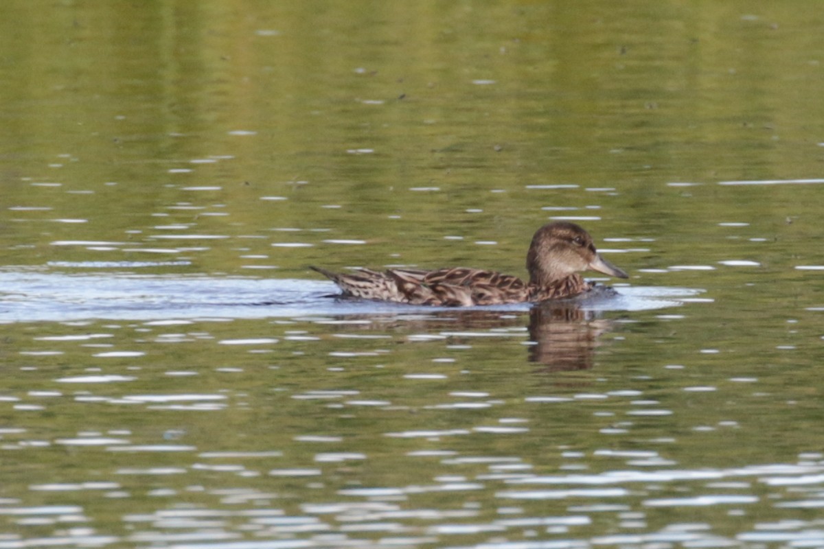 Green-winged Teal - ML609321379