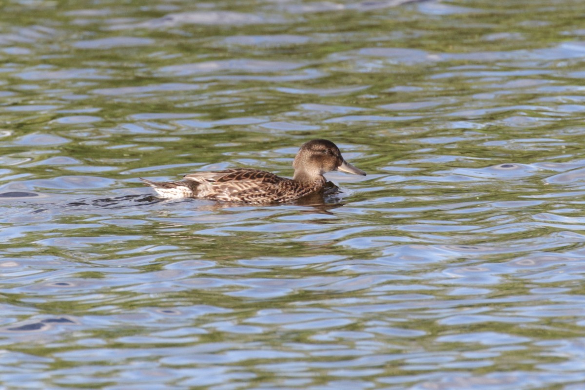 Green-winged Teal - ML609321387