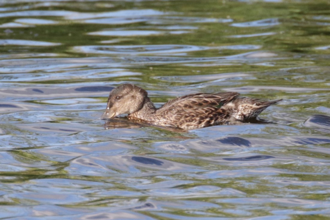 Green-winged Teal - ML609321418