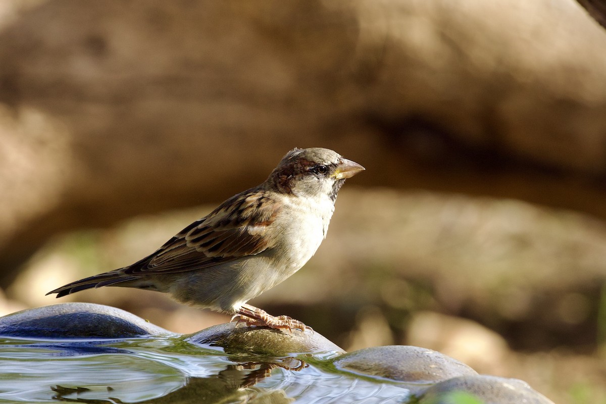 House Sparrow - ML609321812