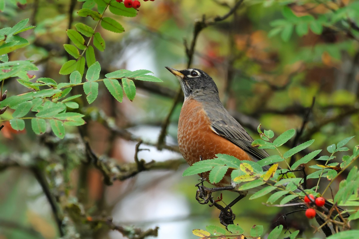 American Robin - ML609321823
