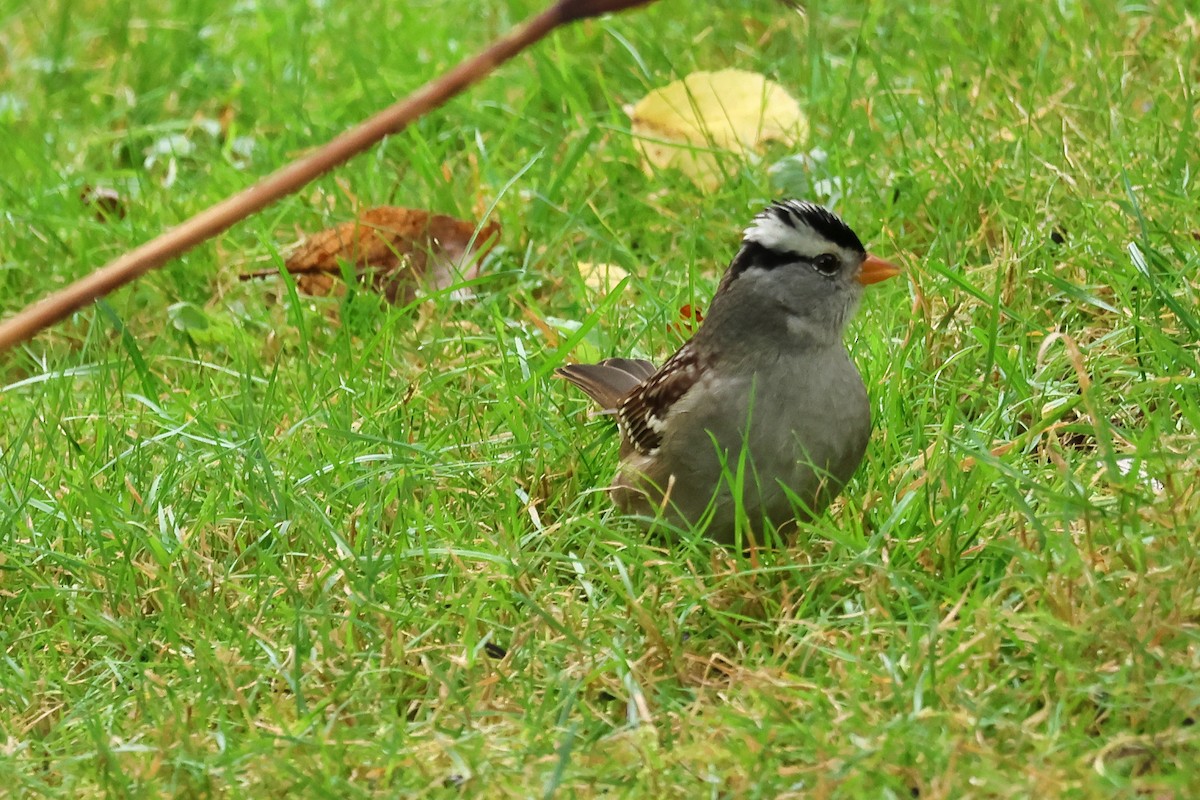White-crowned Sparrow - ML609321831
