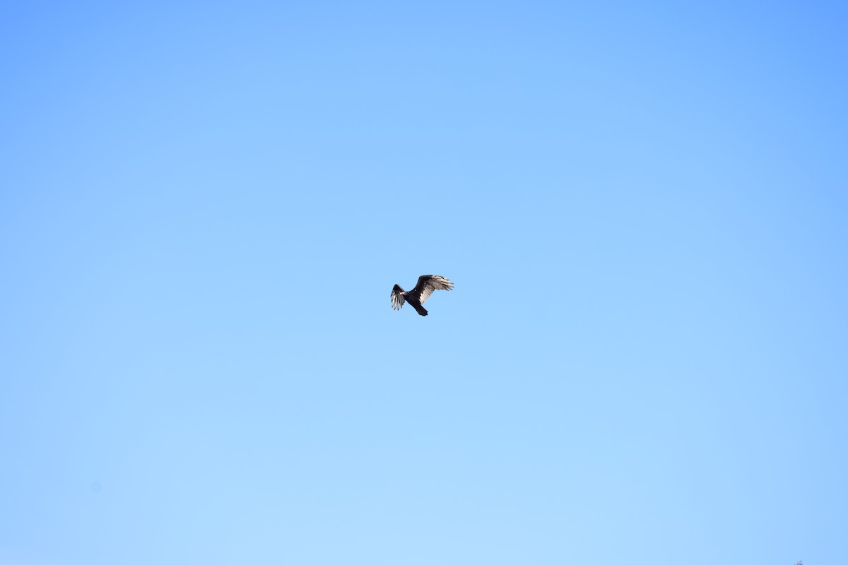 Turkey Vulture - ML609322096