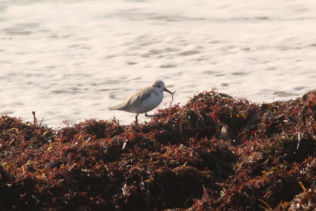 eBird Checklist - 27 Sep 2023 - Rhode Island goosewing beach/south