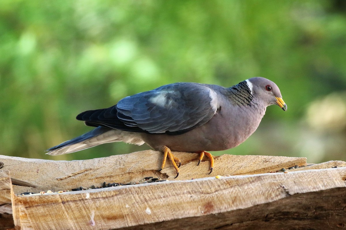 Band-tailed Pigeon - Ann Vaughan
