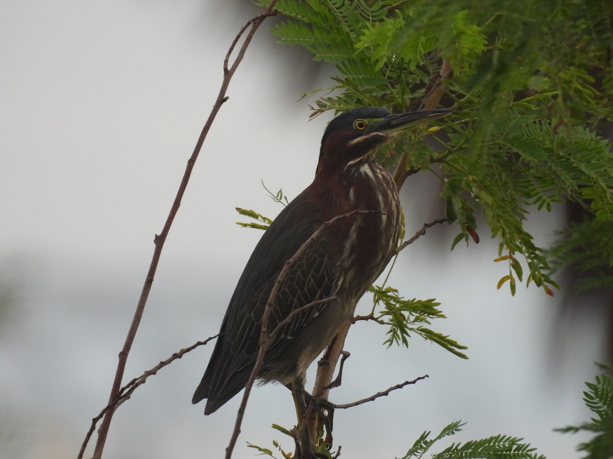 Green Heron - ML609322664
