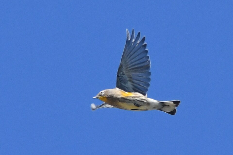 Yellow-rumped Warbler (Audubon's) - ML609322667