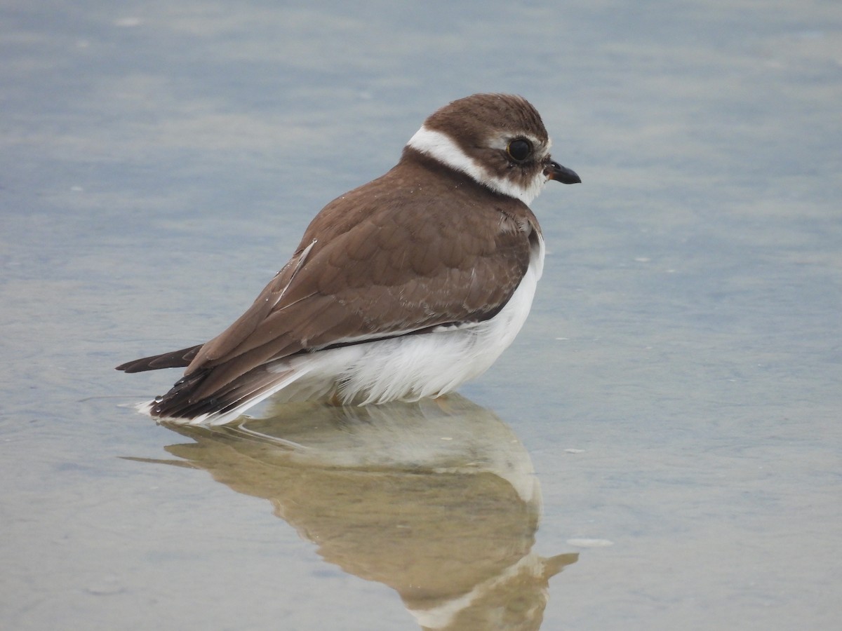 Semipalmated Plover - ML609322802