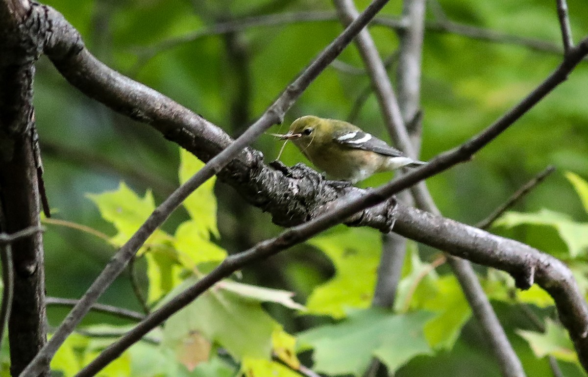 Bay-breasted Warbler - ML609322876