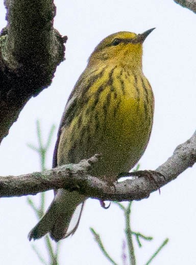 Cape May Warbler - ML609323423