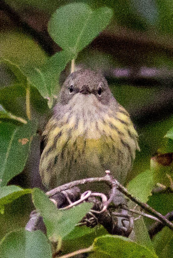 Cape May Warbler - ML609323424