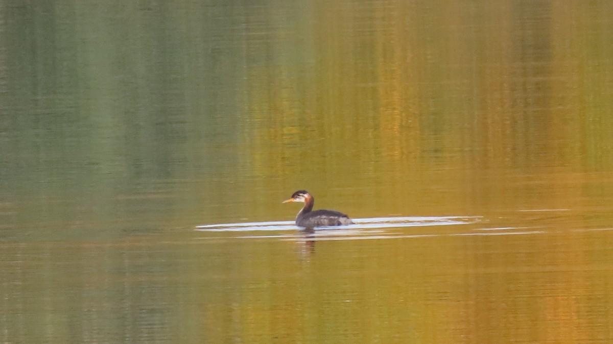 Red-necked Grebe - ML609323634