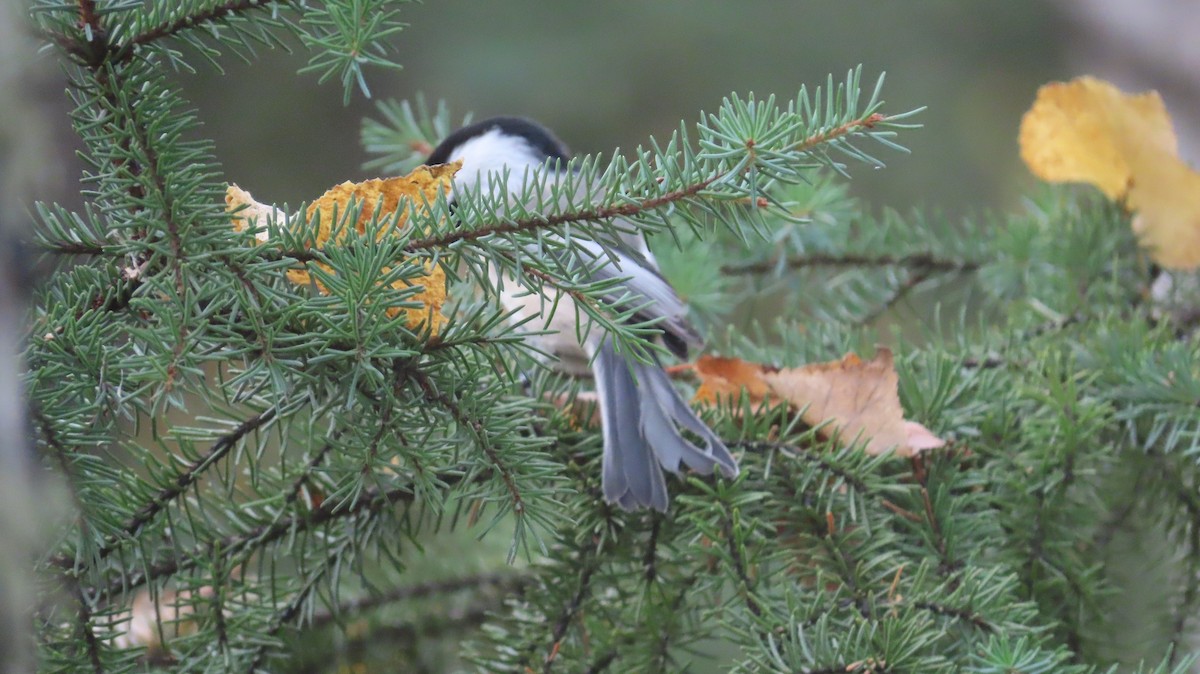 Black-capped Chickadee - Phil Brown