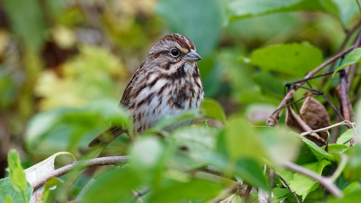 Song Sparrow - ML609324050