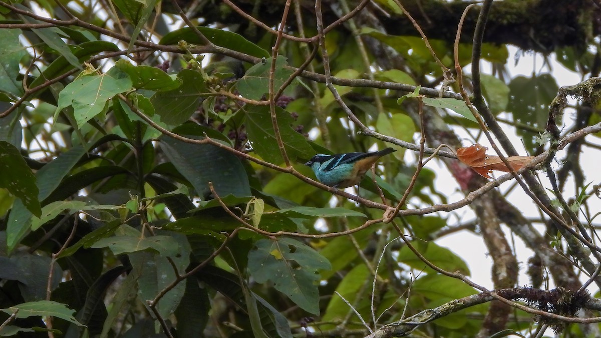 Blue-browed Tanager - ML609324072