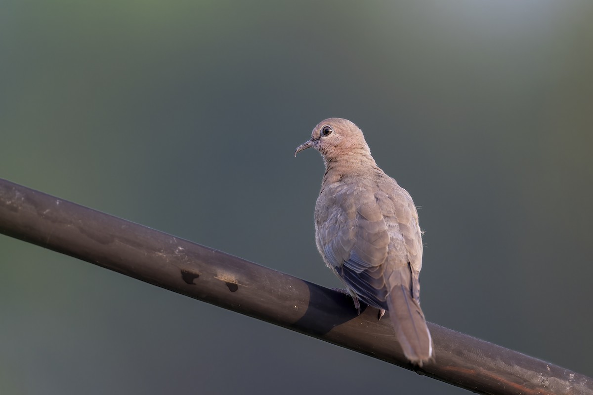 Laughing Dove - ML609324123