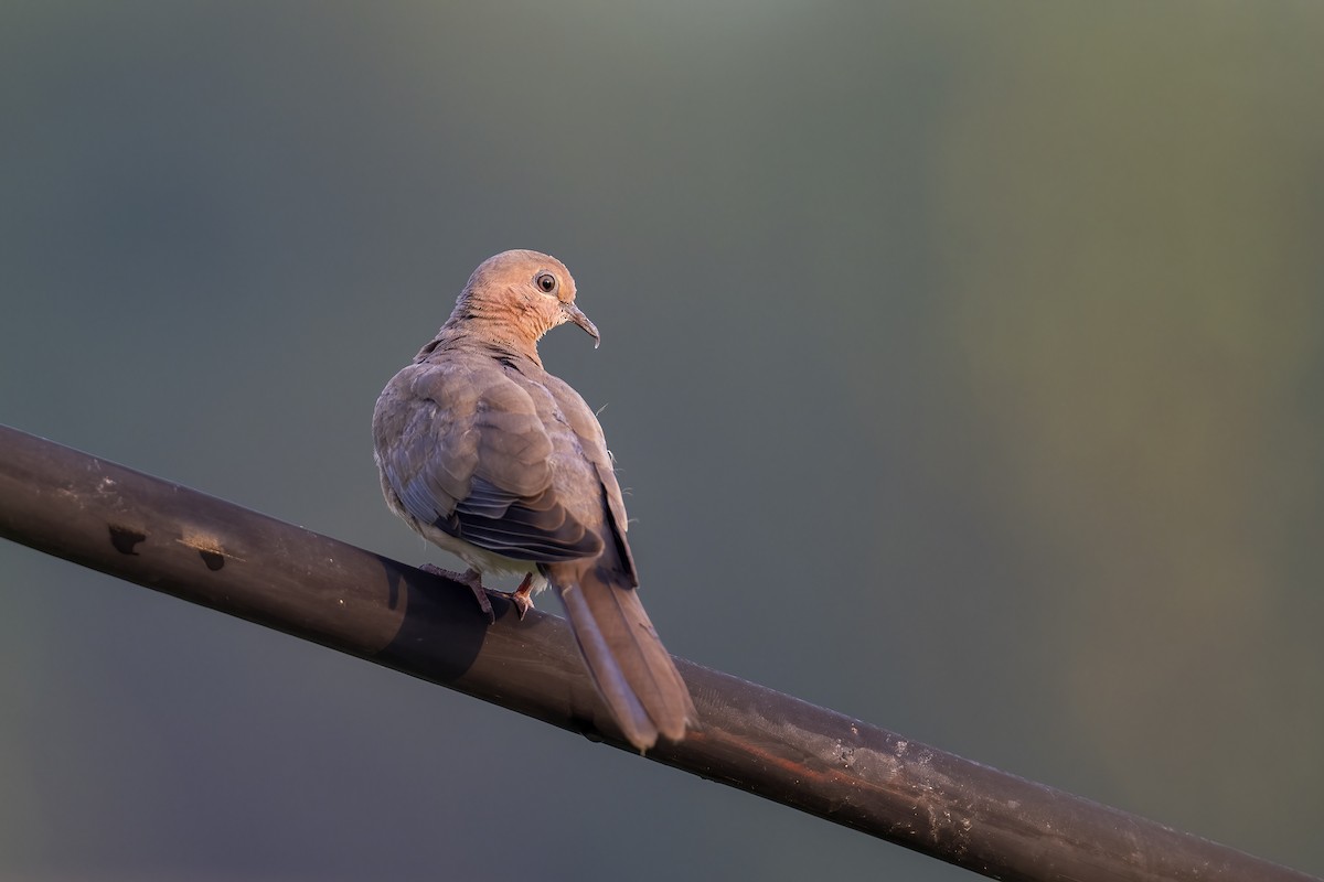 Laughing Dove - ML609324124
