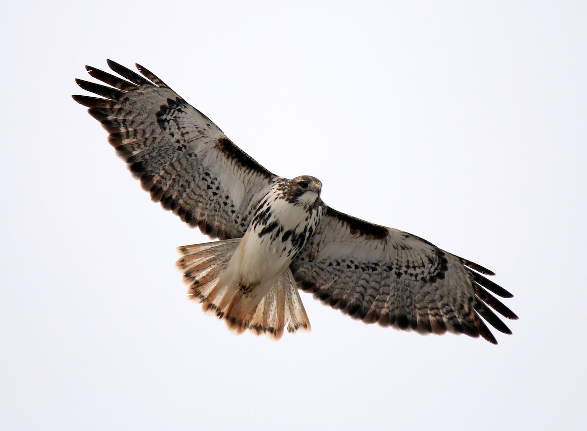 Red-tailed Hawk (Harlan's) - ML609324211