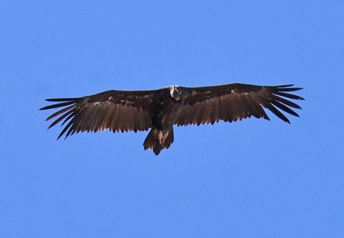 Cinereous Vulture - José A Cortés Guerrero