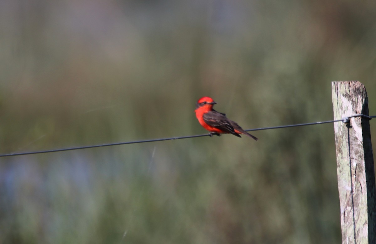 Vermilion Flycatcher - ML609324647