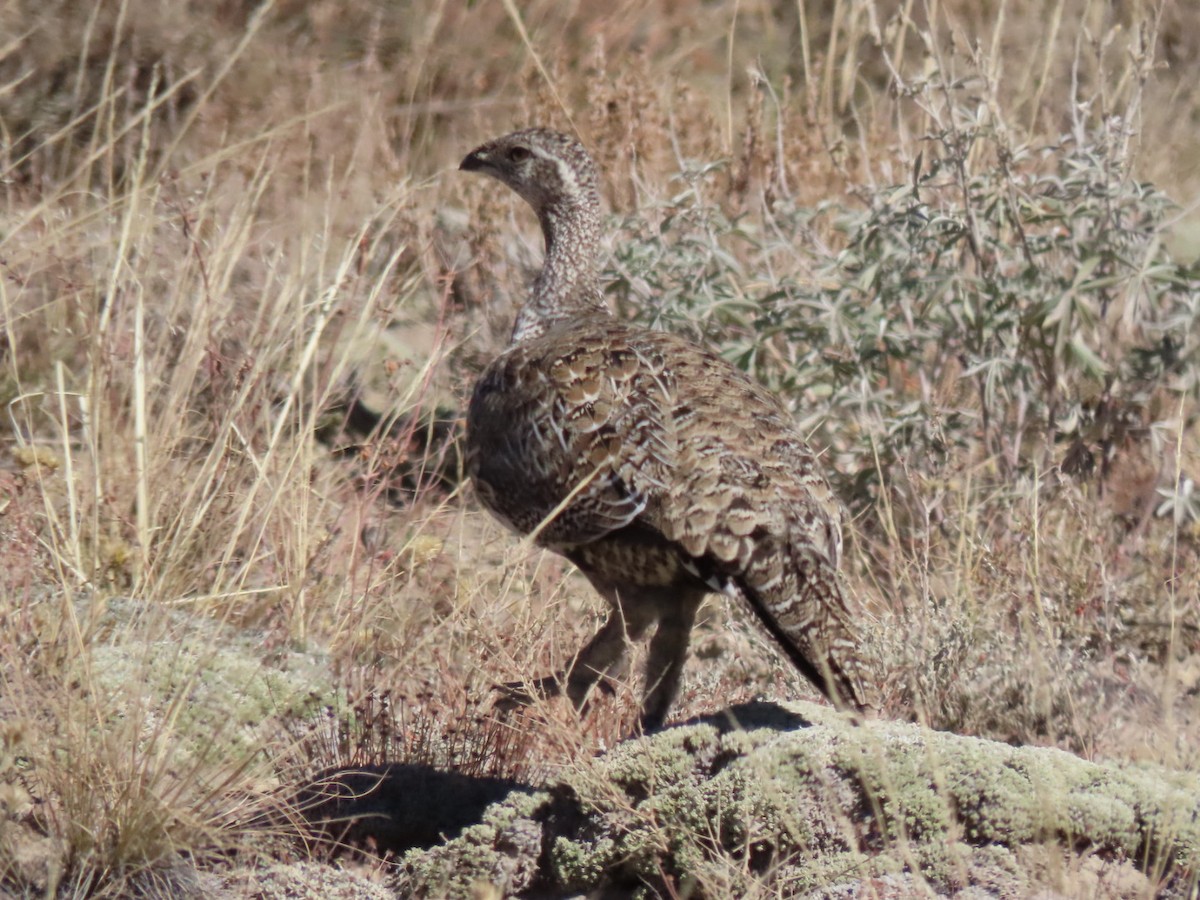 Greater Sage-Grouse - ML609324713