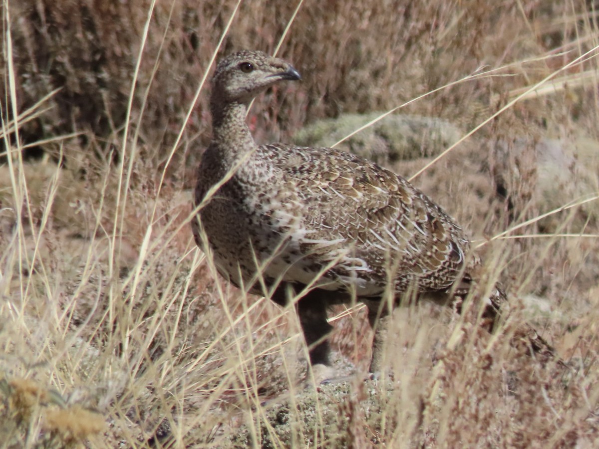 Greater Sage-Grouse - Pat Paternostro