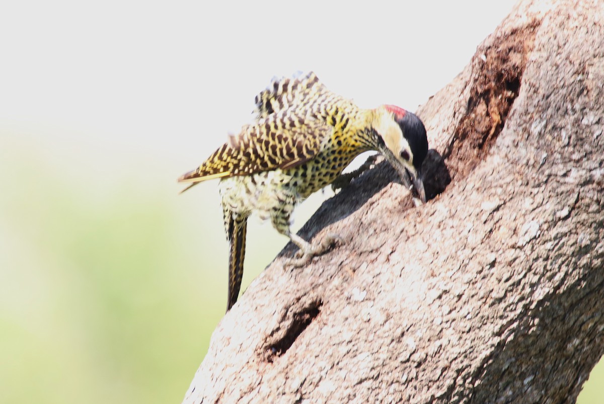 Green-barred Woodpecker - ML609325027
