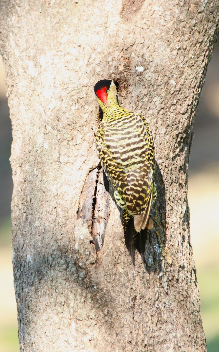 Green-barred Woodpecker - ML609325031