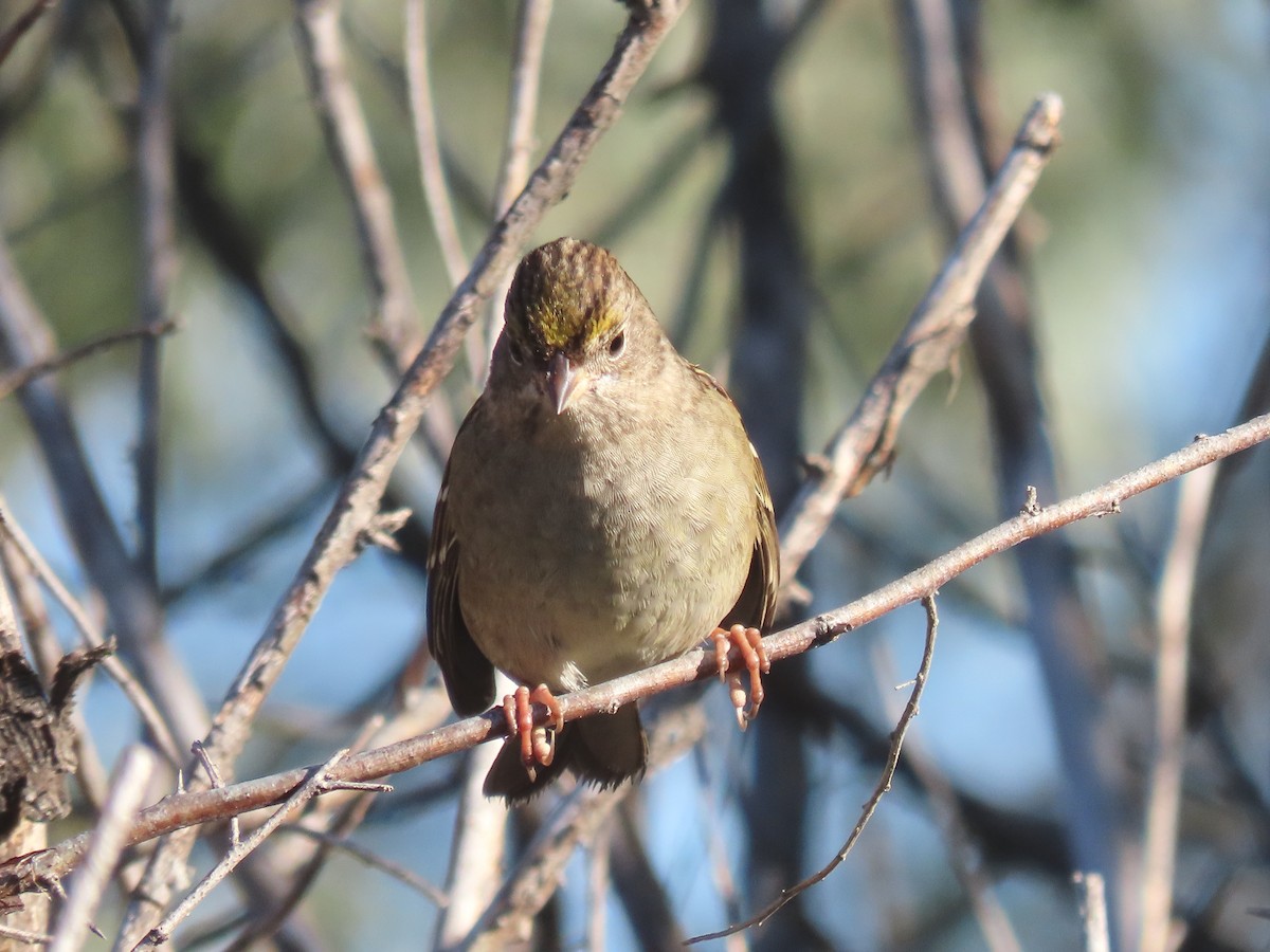 Golden-crowned Sparrow - ML609325126