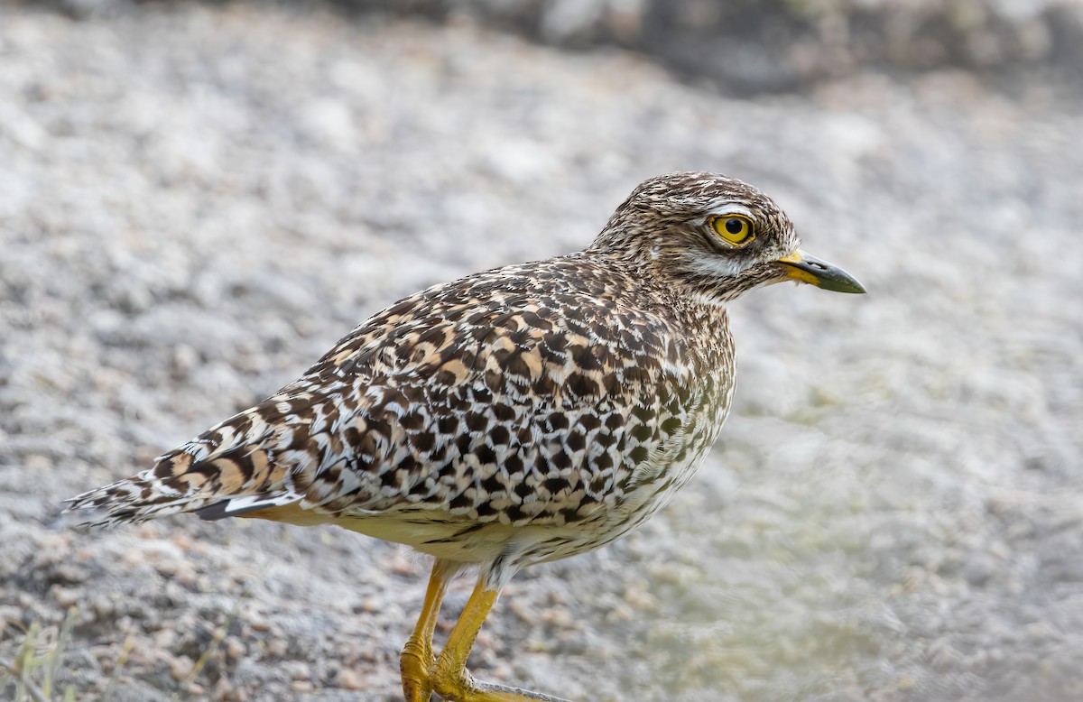 Spotted Thick-knee - Arthur Steinberger