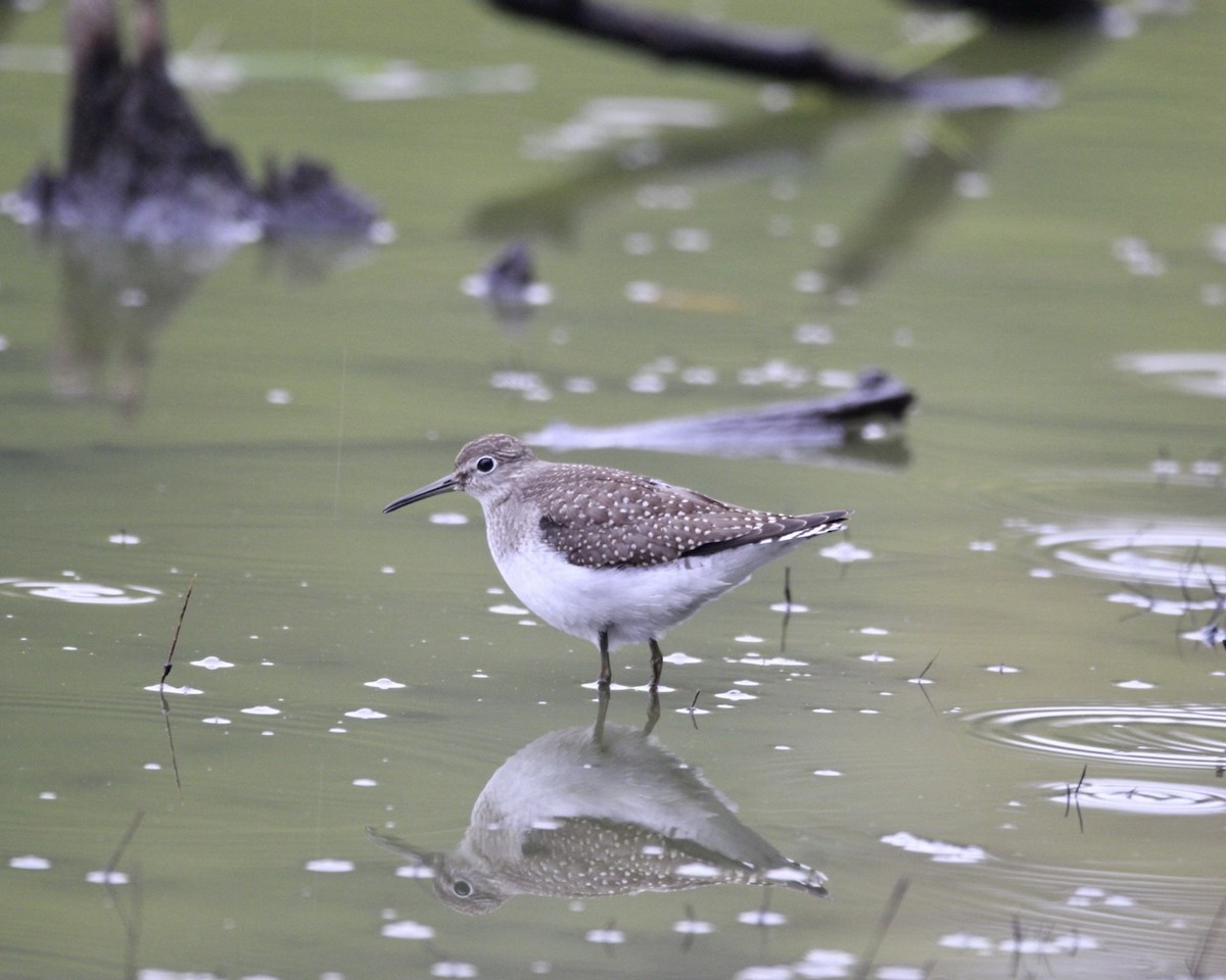 eBird Checklist 27 Sep 2023 Celery Bog Nature Area 56 species (+1