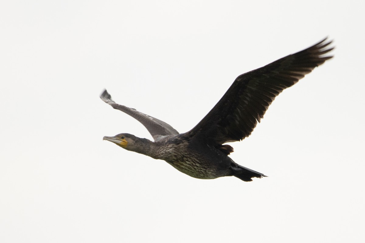 Great Cormorant - Letty Roedolf Groenenboom