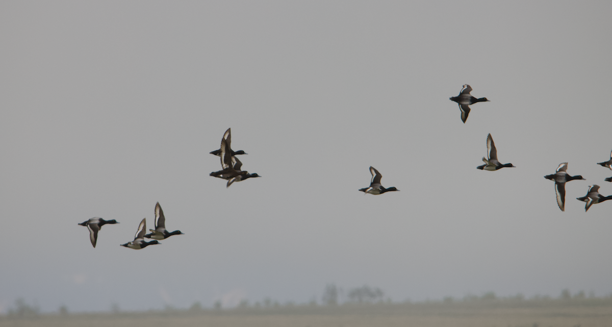 Greater Scaup - ML609325884