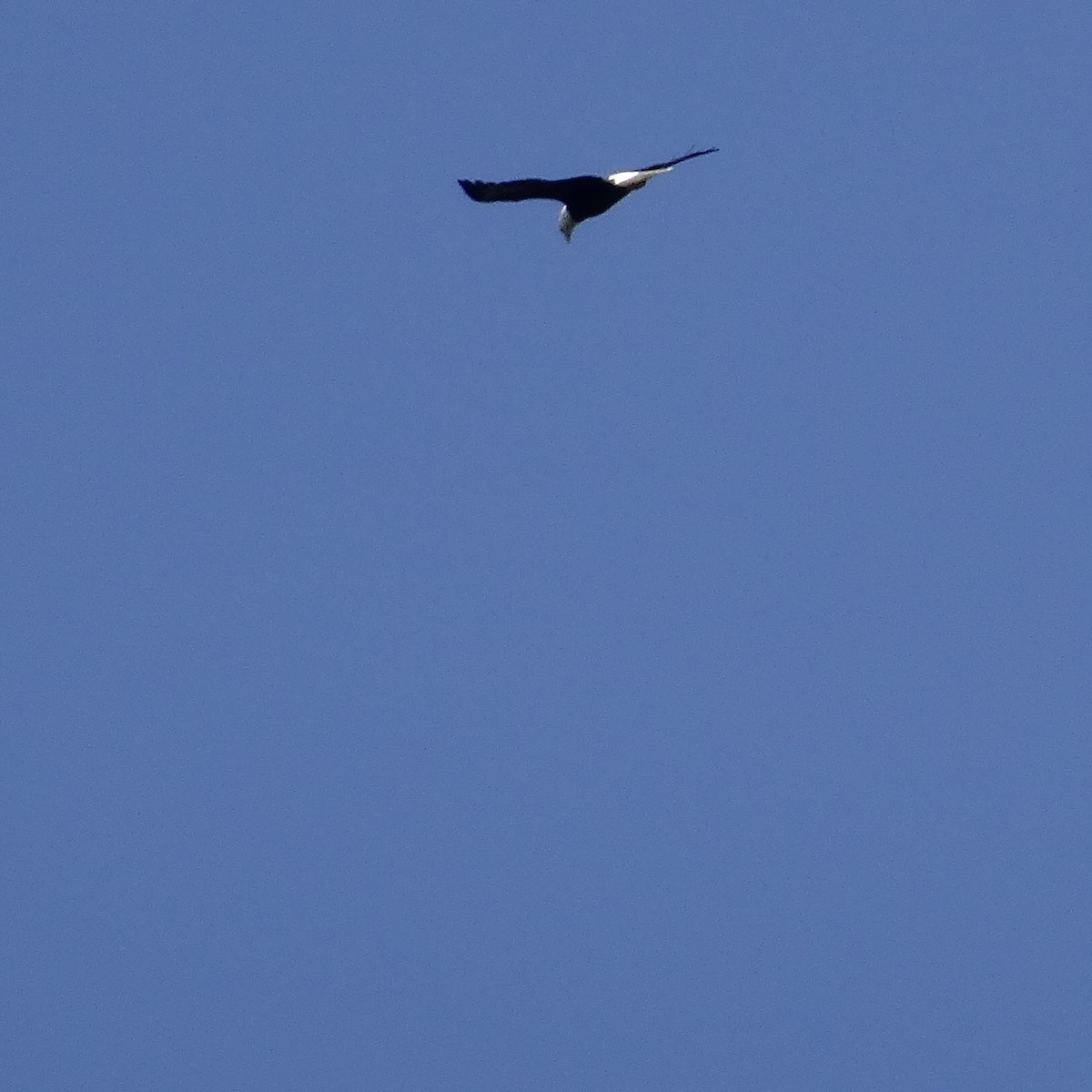 eBird Checklist 27 Sep 2023 Washington Crossing Historic Park