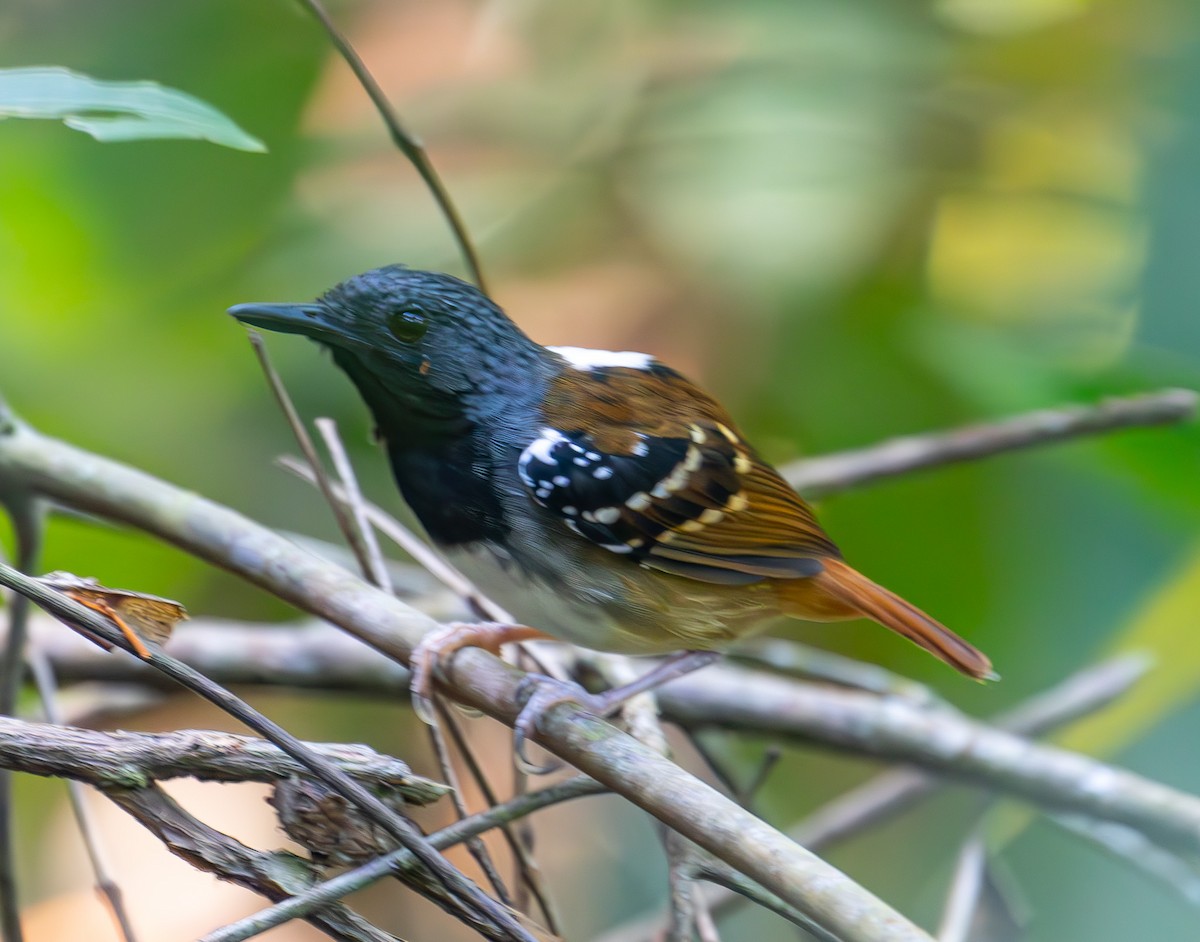 Chestnut-tailed Antbird (pallens) - ML609326122