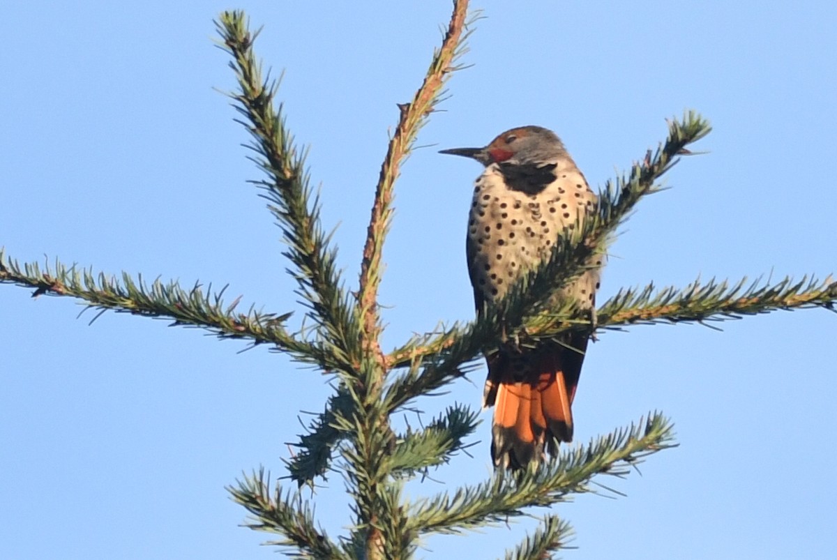 Northern Flicker (Red-shafted) - ML609326654