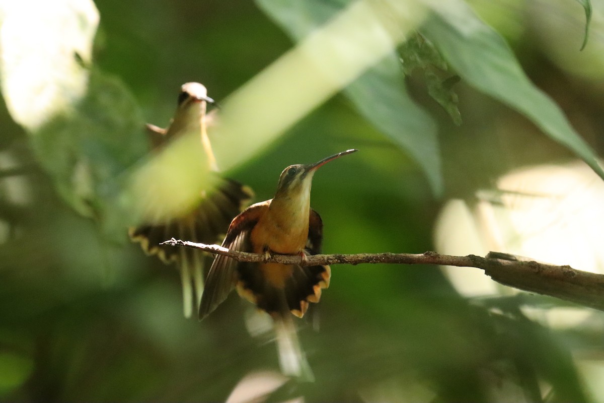 kolibřík olivohřbetý - ML609326816