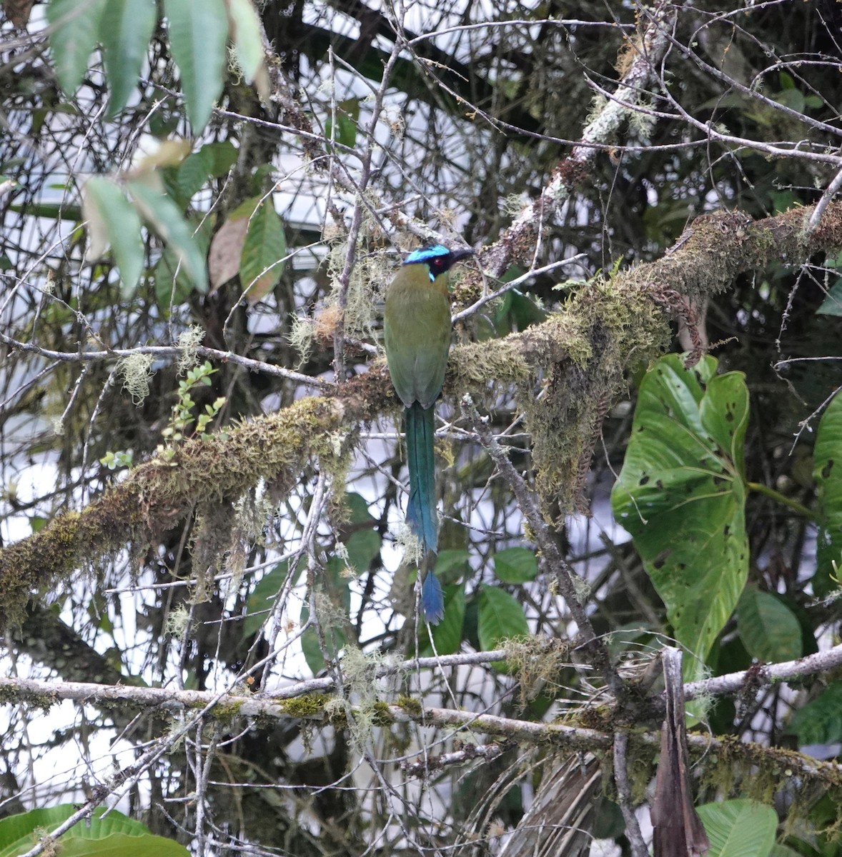 Andean Motmot - ML609326867